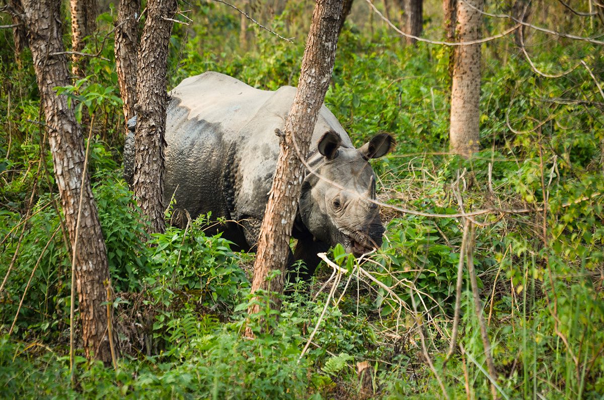 Chitwan One Horn Rhino