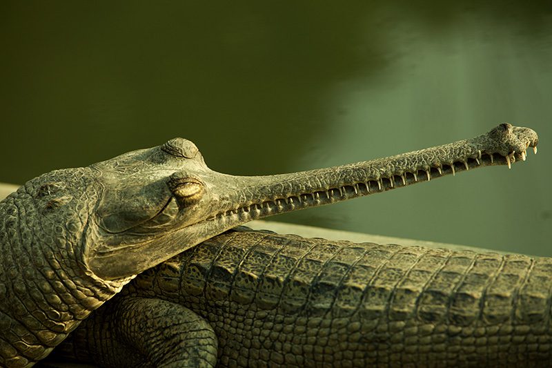 Crocodile-Breeding-Center-Bardia