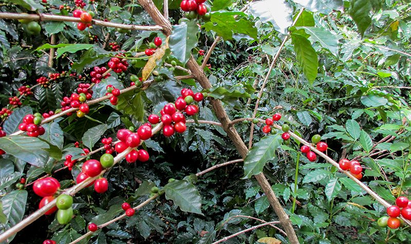 coffee-farming-palpa-nepal