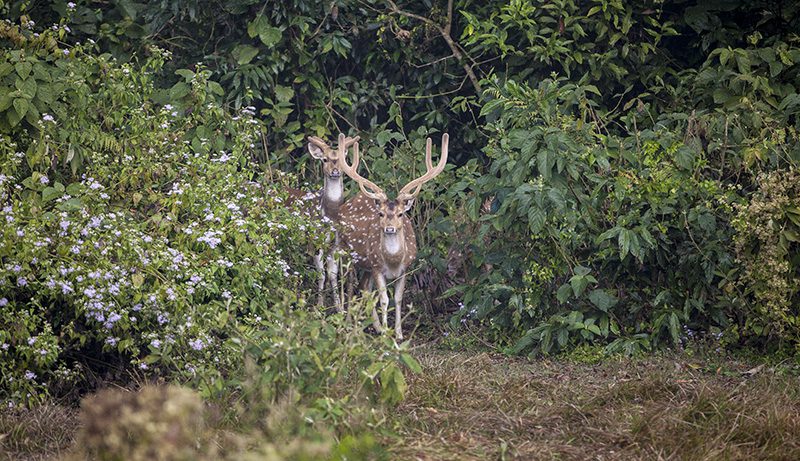 deer-bardiya-national-park